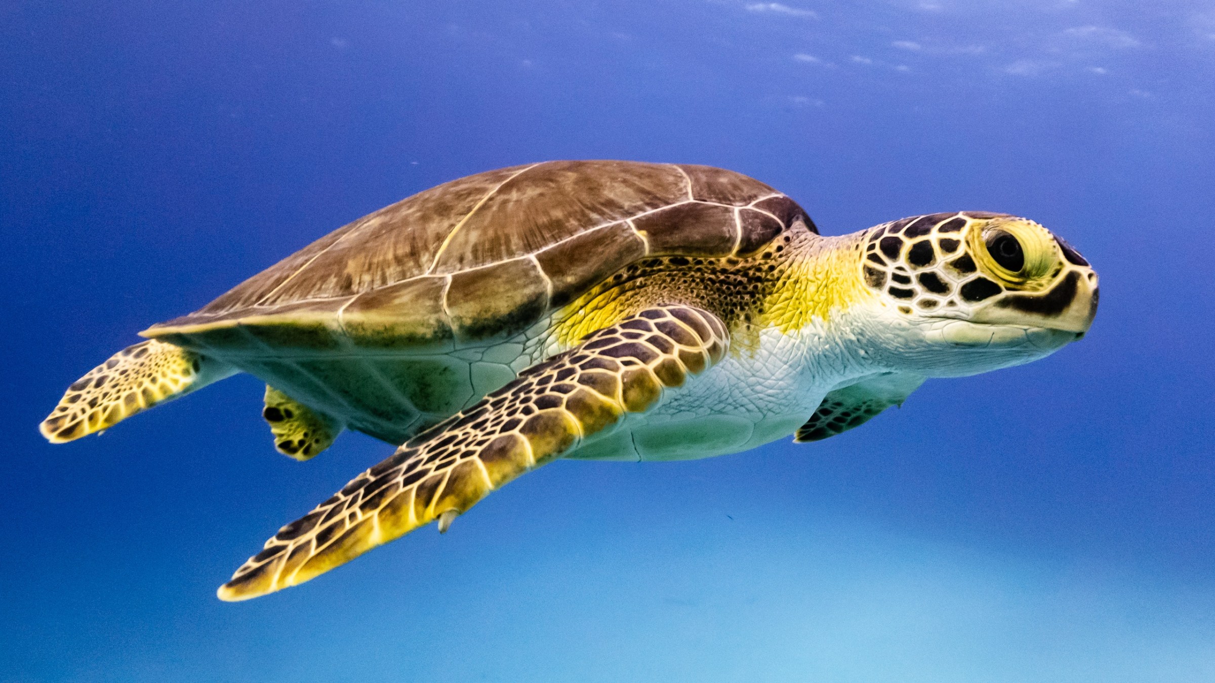 a turtle swimming under water