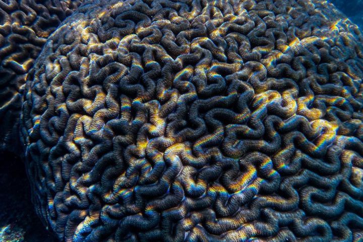 a close up of a coral