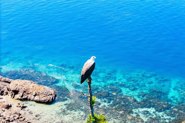 a bird flying over a body of water