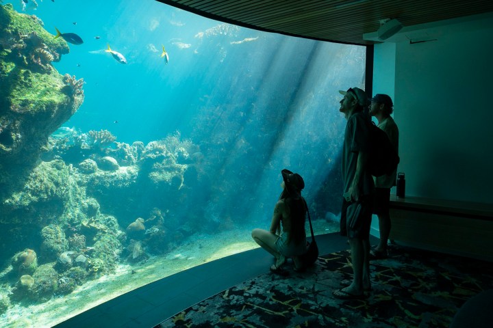 People observing fish and coral through a large aquarium window.