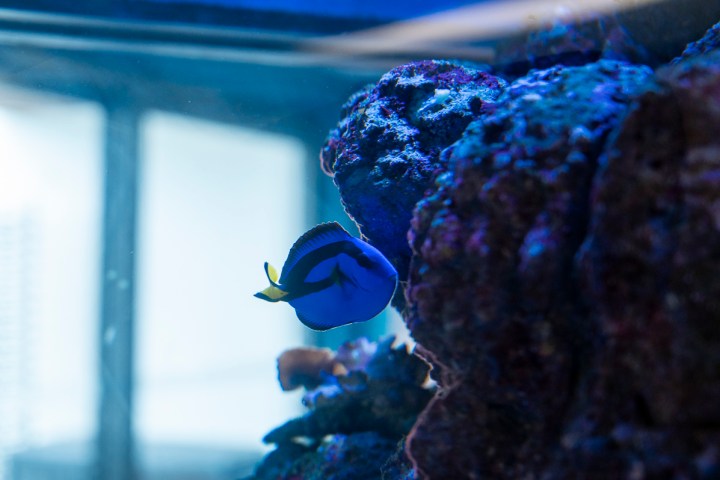 Blue tang fish swimming near coral in an aquarium.
