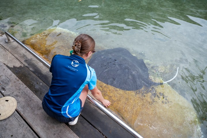 Person in blue shirt kneels by a pond, interacting with a large stingray.